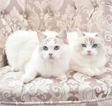 宮城で運命の猫と出会う：信頼できるブリーダー選びの完全ガイド